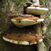 Ganoderma applanatum